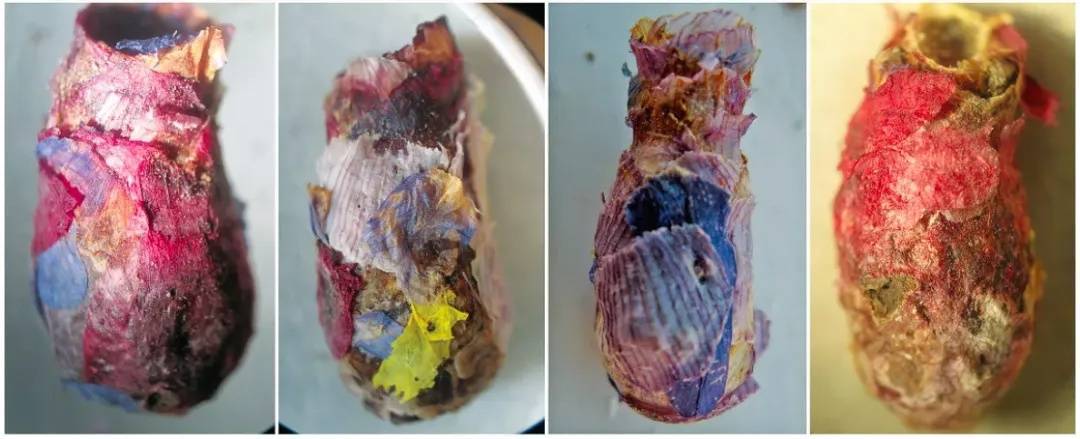 皇冠信用網如何注册_咬开桃子发现一堆树叶?莫慌皇冠信用網如何注册!你是遇到了它→