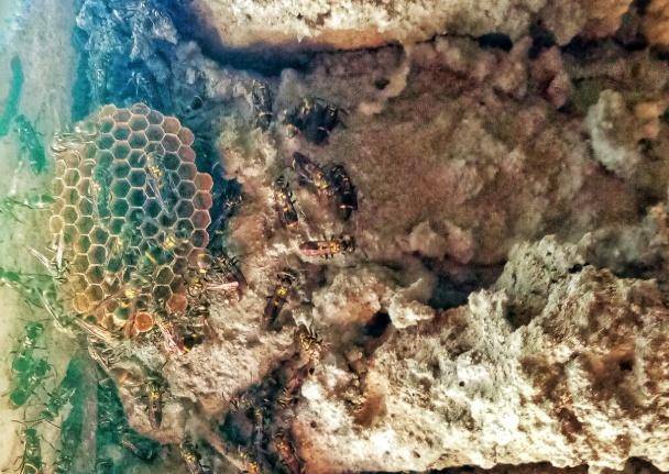 荷兰乙组联赛_别招惹!广东一老人中招荷兰乙组联赛,不幸去世