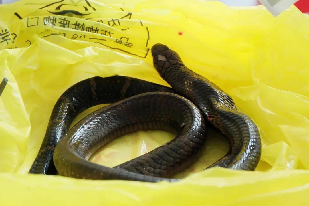 纽约红牛vs哥伦布机员_眼镜王蛇咬伤老人纽约红牛vs哥伦布机员，家属拖两米多长的“凶手”冲进医院！“拎蛇就医”可取吗？