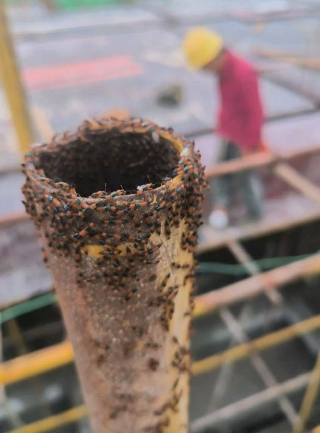 皇冠信用平台出租出售_河南多地现“行走的硫酸”:洛阳一工地脚手架密密麻麻全是皇冠信用平台出租出售,南阳4岁女童沾上它脖子红肿溃烂20余天未痊愈