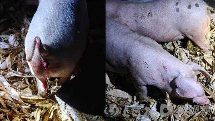 白俄罗斯 vs丹麦
_湖北鹤峰县疑再现老虎踪迹白俄罗斯 vs丹麦
,村民家猪遭袭,玉米地发现脚印,此前男子自称干农活时被抓伤,当地回应