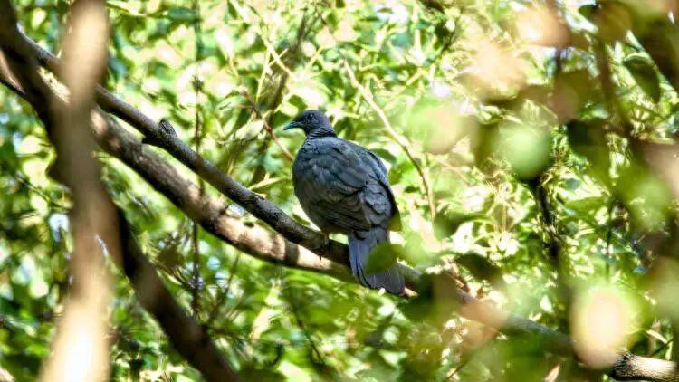 皇冠球网怎么做代理_百年罕见！首次在上海被目击皇冠球网怎么做代理，有人专门从北京“打飞的”赶来