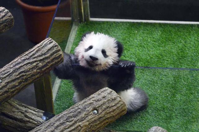 怎么申请皇冠信用网_访华结束前怎么申请皇冠信用网，马克龙把熊猫弄到手了