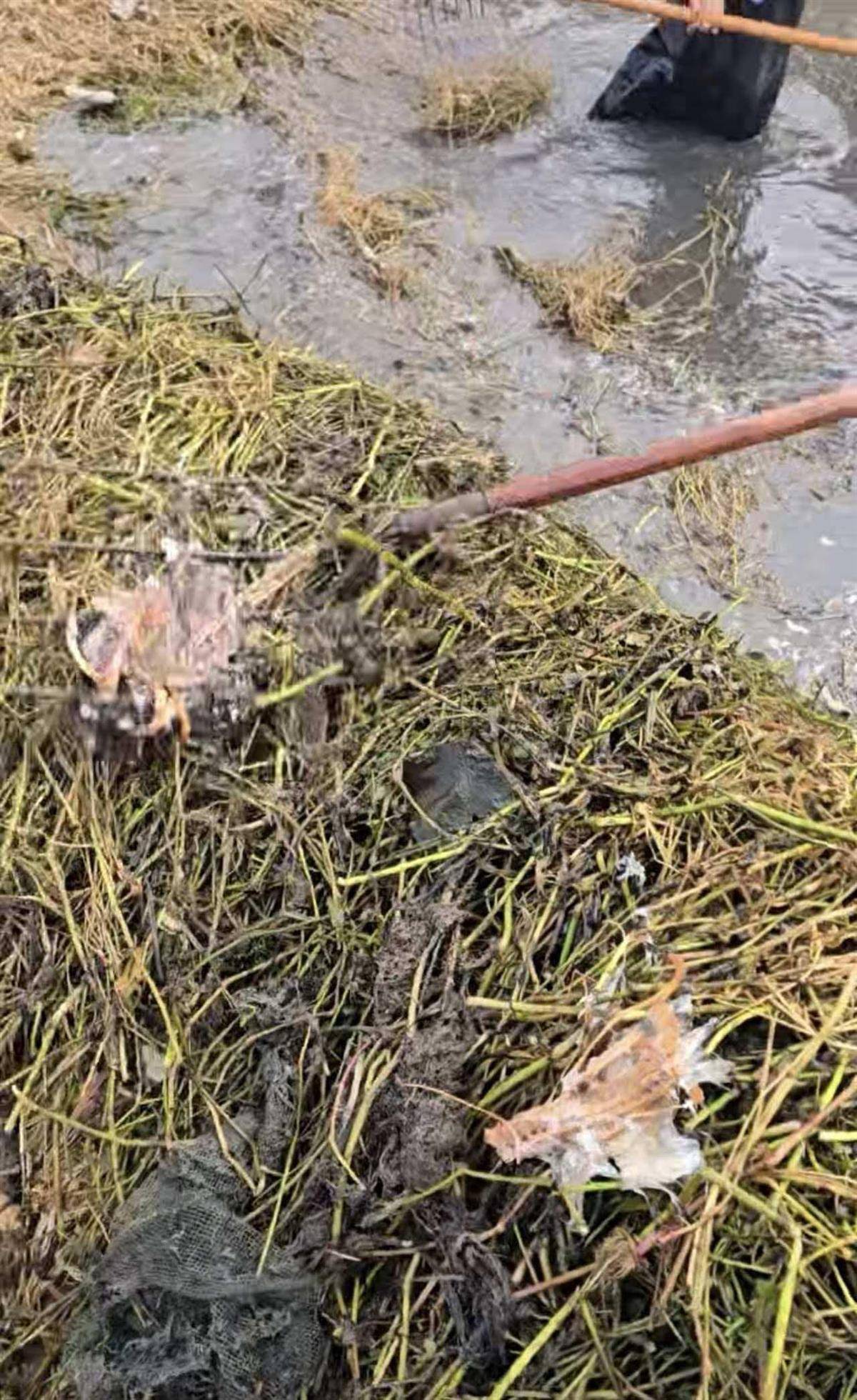 正版皇冠信用开户申请_大鹅主人抽水追凶最新进展来了：深刨半米淤泥啥也不见正版皇冠信用开户申请，或因厚草盖顶溺亡