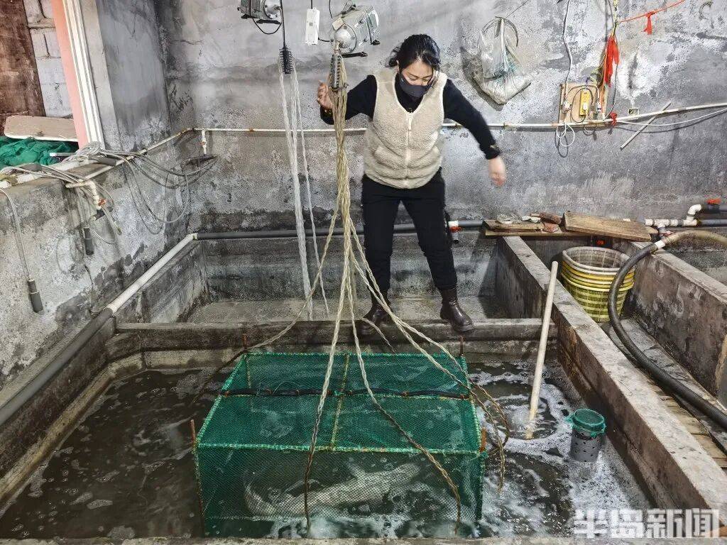 皇冠信用网会员_神奇!青岛渔民出海捕到一条怪鱼皇冠信用网会员,身价昂贵!