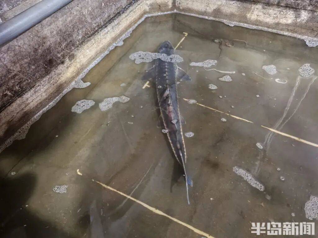 皇冠信用网会员_神奇!青岛渔民出海捕到一条怪鱼皇冠信用网会员,身价昂贵!